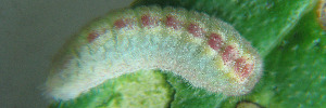 Theclinesthes albocincta - Final Larvae